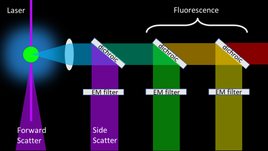 Optical Detection In Flow Cytometry Omega Custom Optical Filters